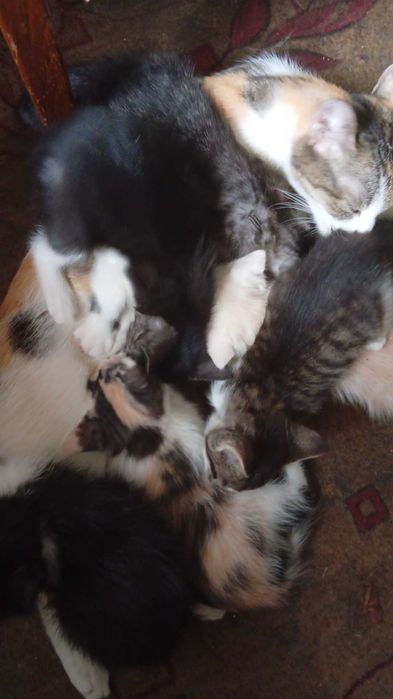 Продам гладкошерстных котят