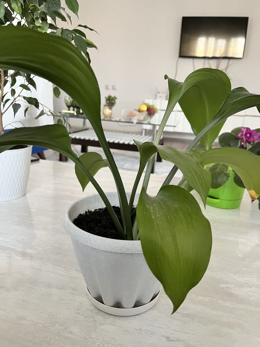 Комнатные цветы недорого