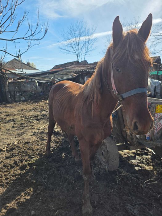 Cal de vanzare armasar de 5 ani