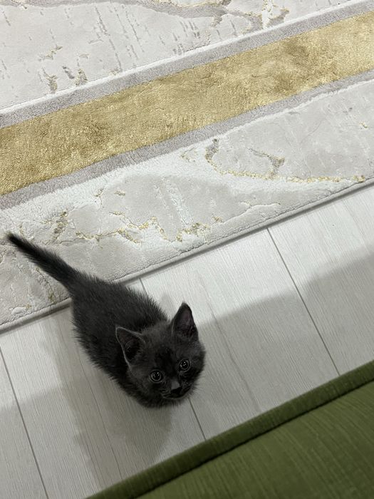Отдам котенка в добрые руки