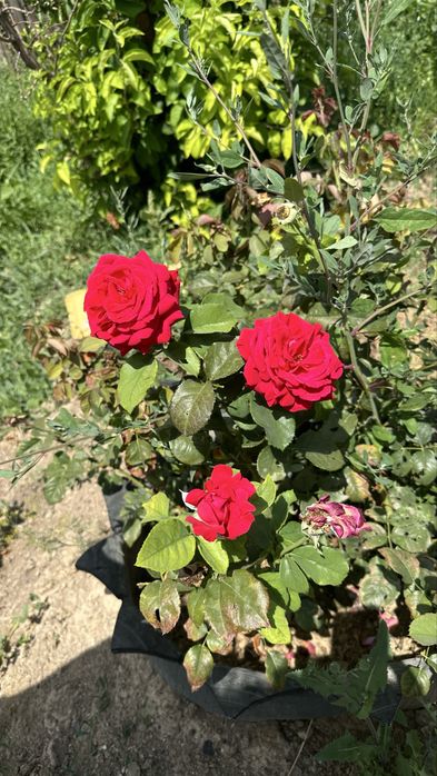 Продам дачу на Баме  2 участка