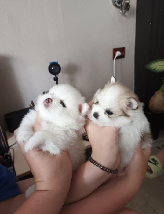 Малыши шпица в резерв