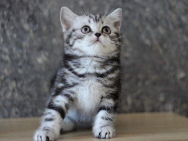 Шотланские котята