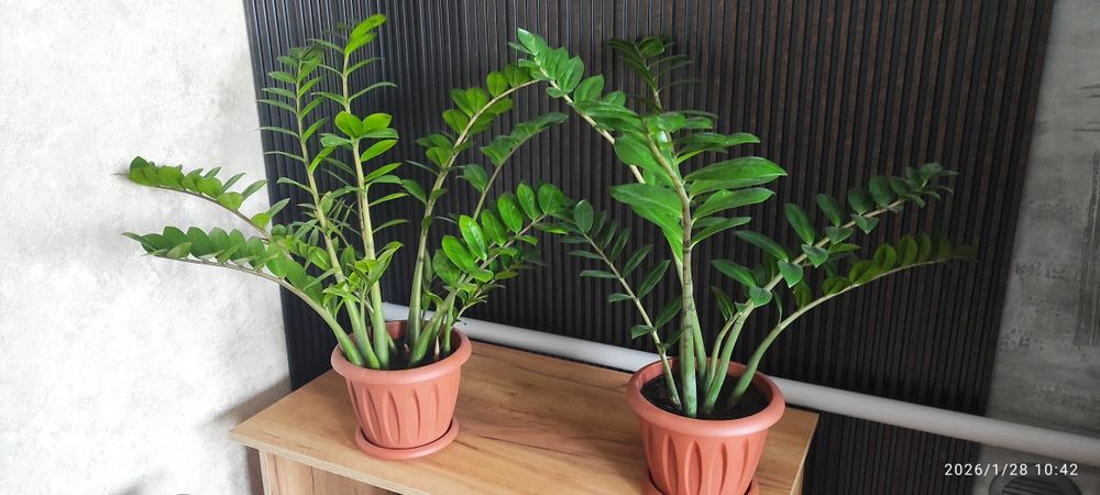 Продам комнатные растения!