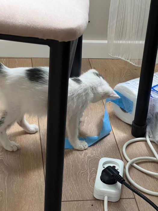 Котенок самец белого цвета