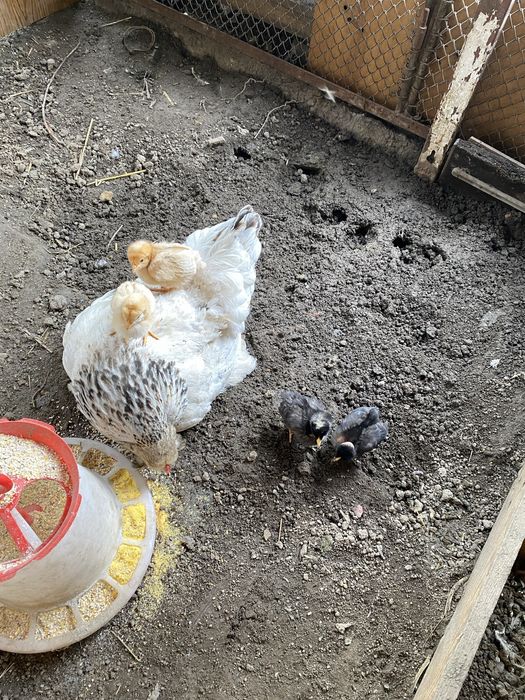 Closca cu pui de casa .