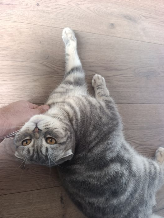 Домашний питомец