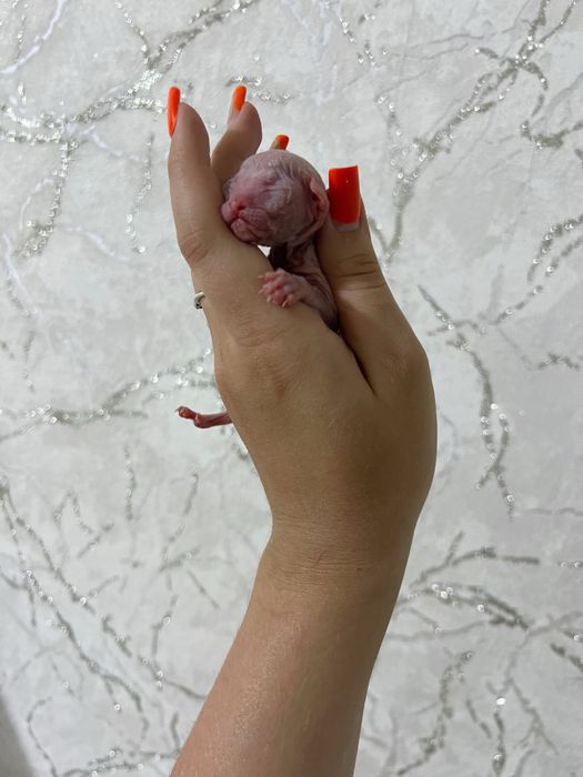 Котята сфинкса мальчики