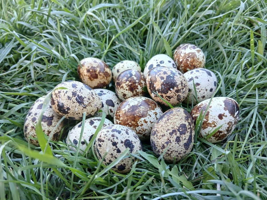 в продаже перепелинные яйца