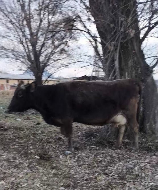 Корова стельная молочная