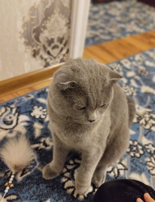 British Shorthair Blue mushukcha sotiladi
Fevral oyida tug‘ilgan,