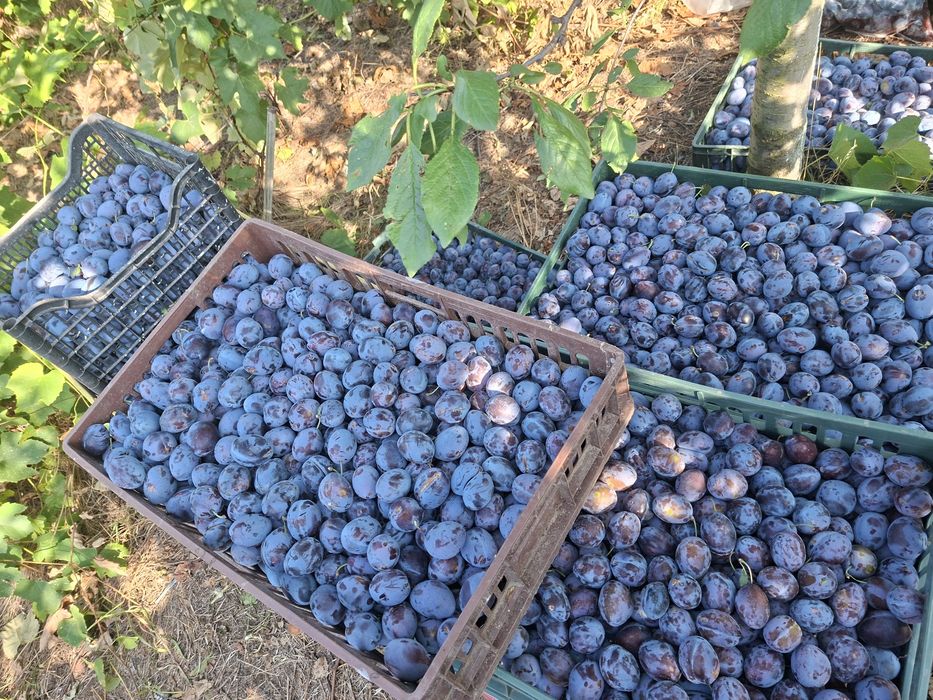 Prune pentru consum sau gem culese