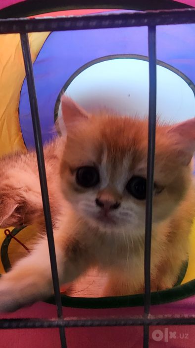 Продам котят, мушукчалар британ шиншила, золото