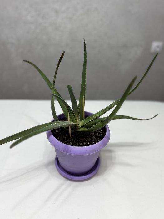 Продам Алоэ вера, от 2000 до 5000 тенге