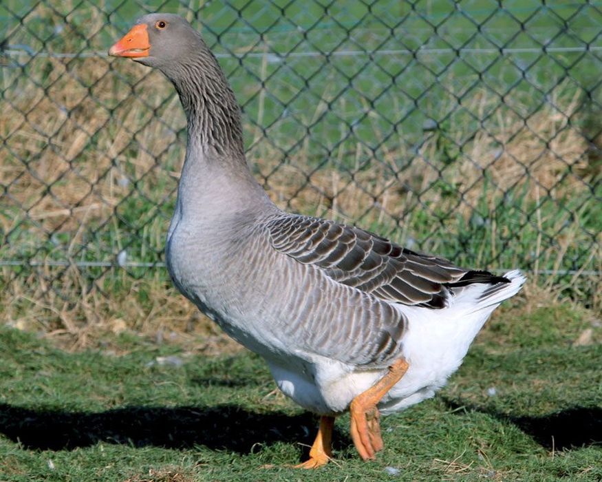 G‘oz yog‘i sotiladi!