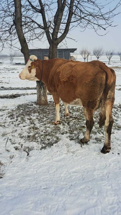 Baltata Romaneasca cu vitel de o saptamana de vanzare