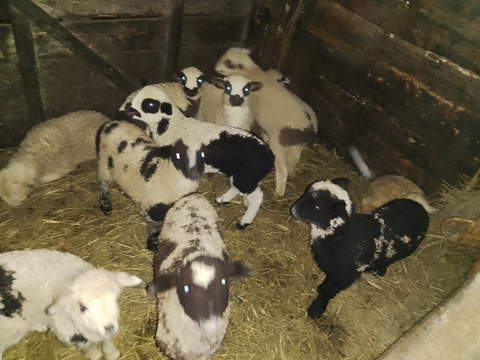 Oi de vânzare  cu miei