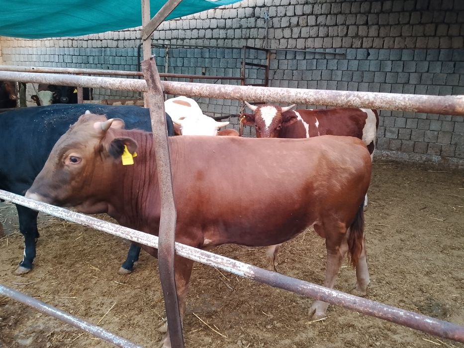 Росиски Горни Алтайдан келтирилган навослар сотилади.