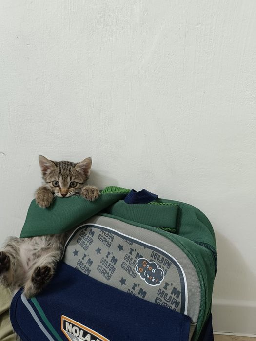 Отдам Котенка в добрые руки!!!
