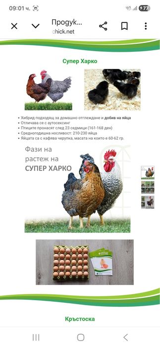 Пилета за кокошки