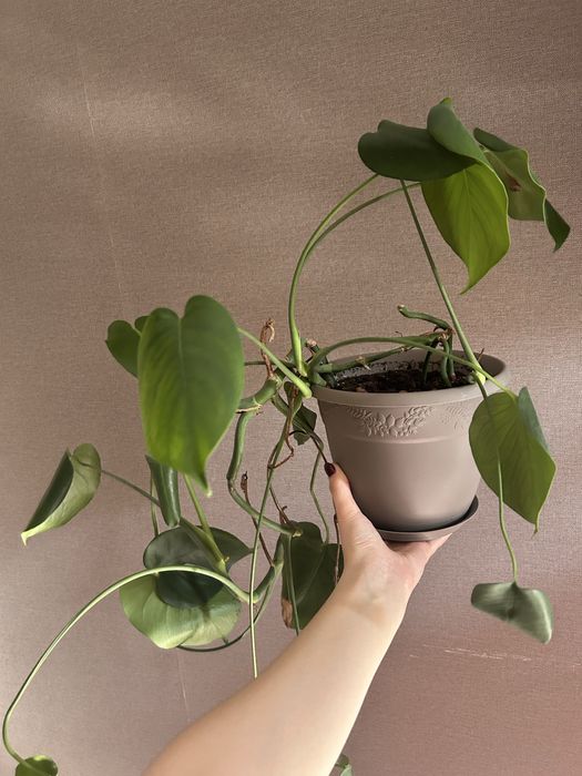 Комнатные цветы