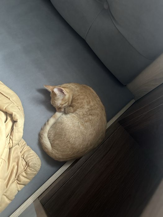 Пропала кошка срочно