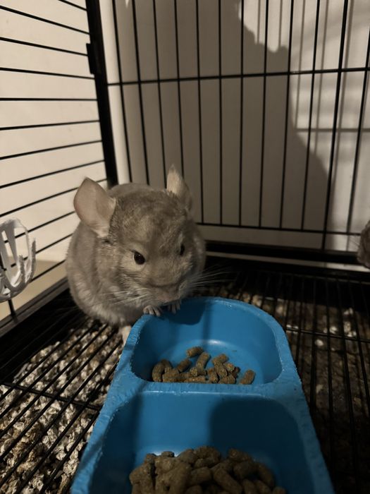 Chinchilla de vanzare