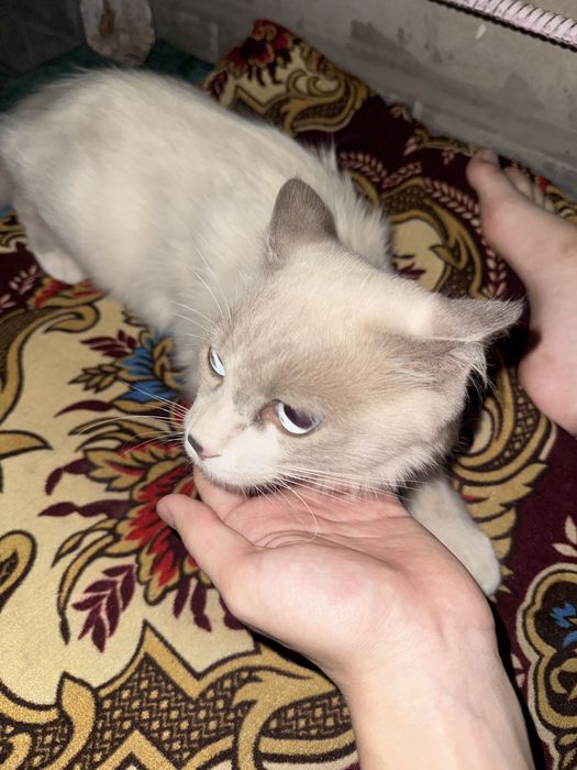 British Shorthair