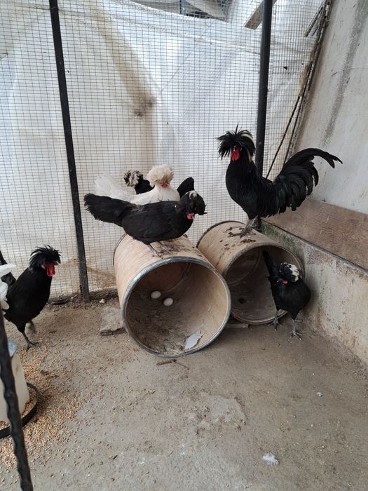 Продавам оплодени яйца от холандска качулата