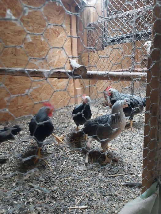 Italiană argintie pui 3,5 luni