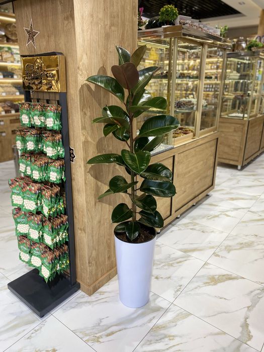 Цветы для дома и офиса