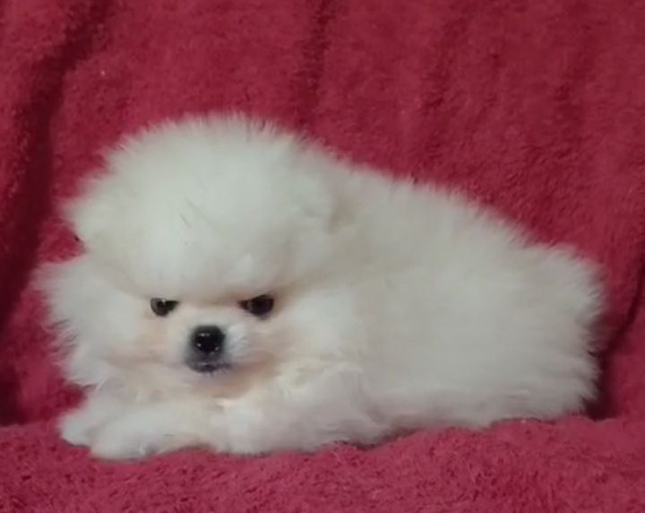 Щенки шпица мини