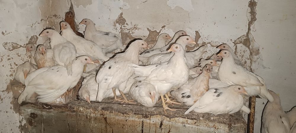 Куры молодки ломан Браун и соня