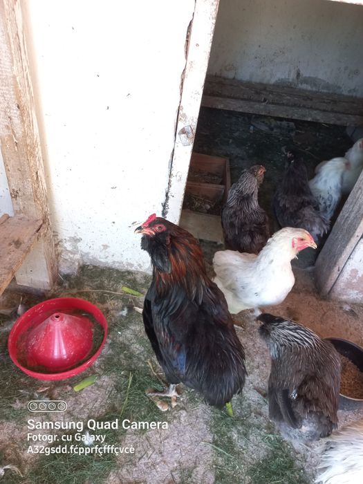 Vand pui araucana si australorp