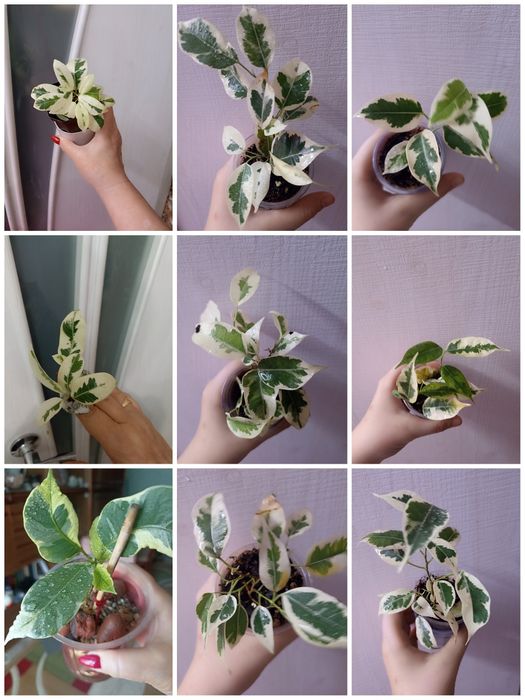 Фикусы Бенджамина,продажа