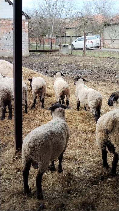 Oi rasa suffolk de vanzare