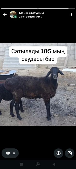 Қойстылады арзан