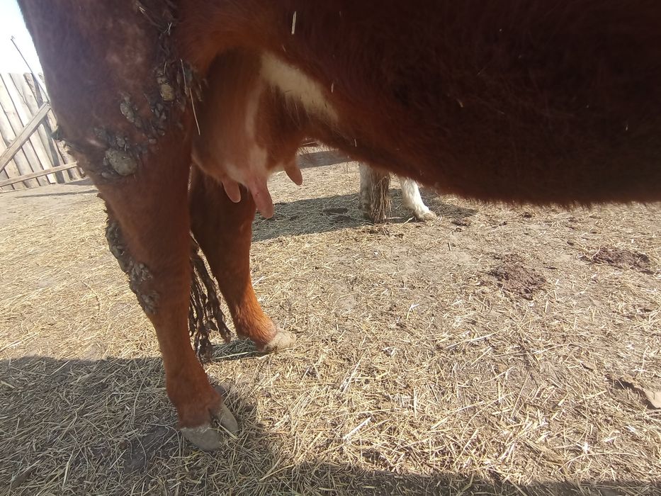 Продам стельную корову