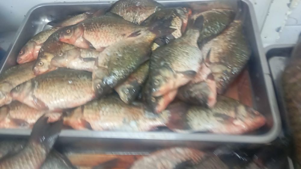 Свежая Рыба! Звоните!