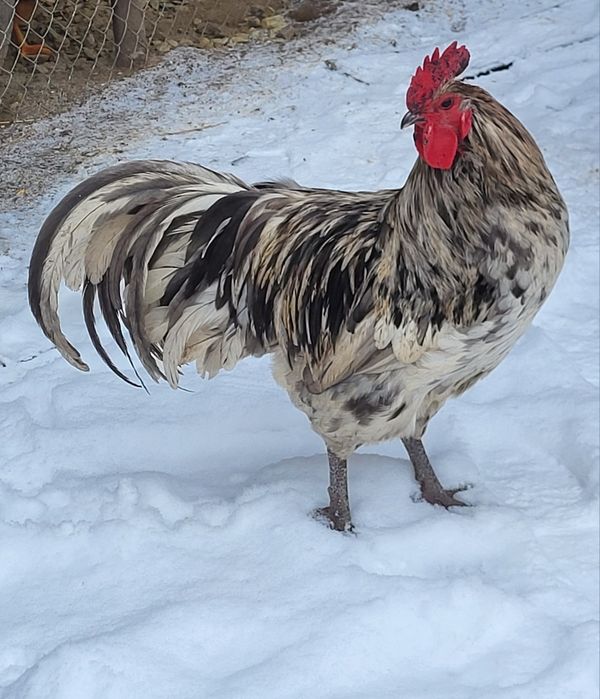 Ouă incubat Australorp si New Hampshire