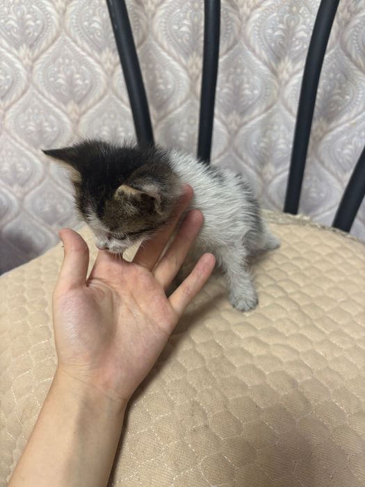 котики  , отдам в хорошие руки.