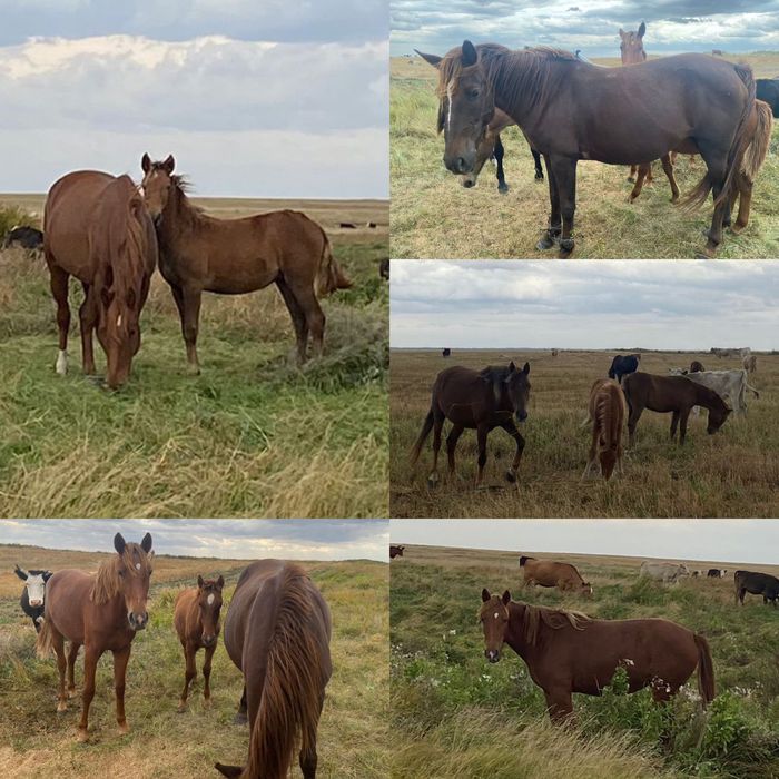 Лошади хорошые жирные