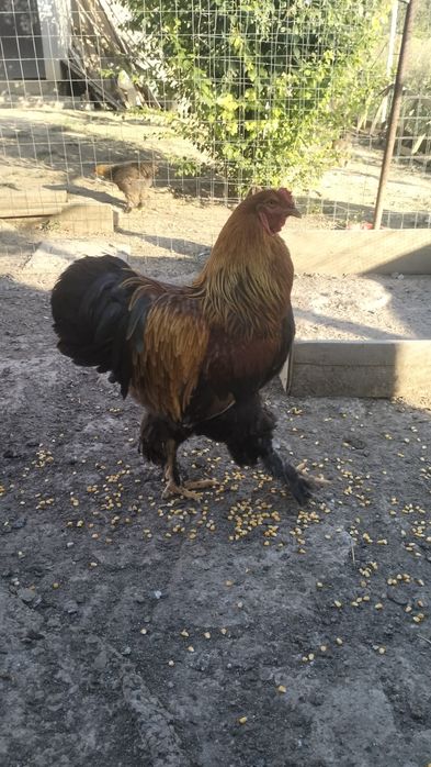 Cocos brahman tineri