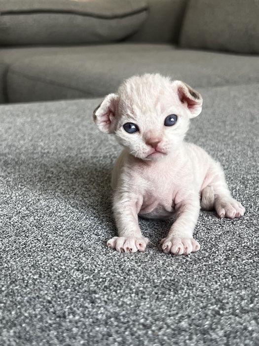 Котята девон рекс