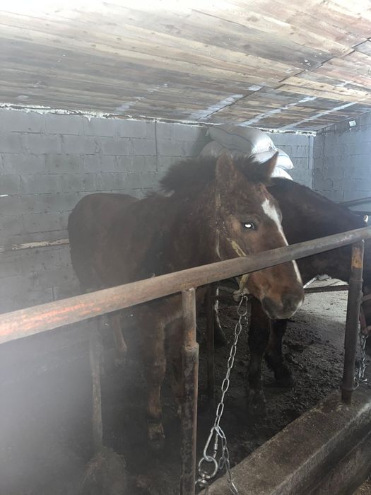 Тай с откорма согым