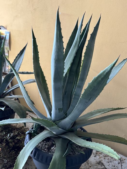 Aloe vera ghiveci mare  adusa din Croatia