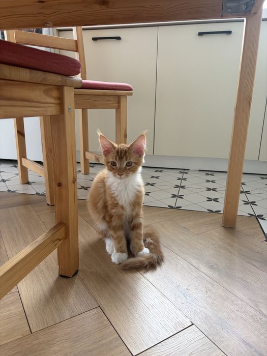 Котенок Мейн-Кун рыжий