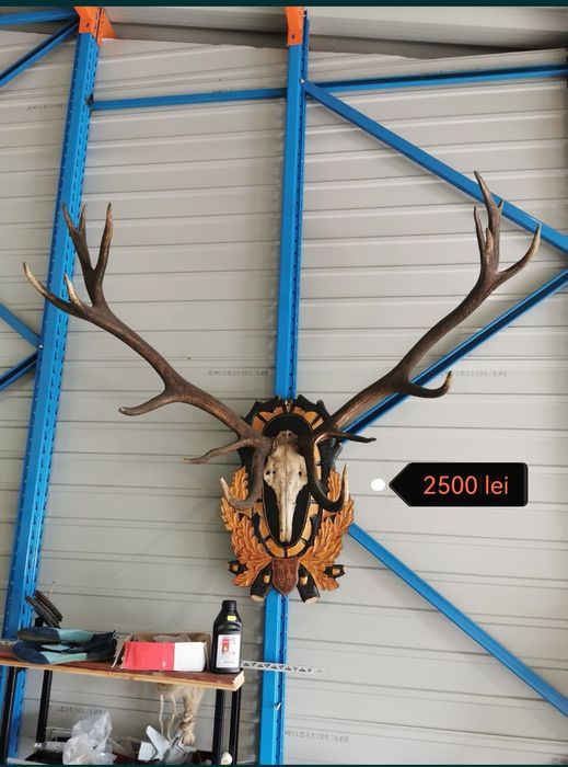 Trofeu cerb carpatin.