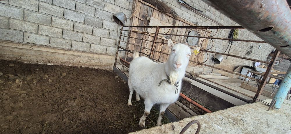 Орыс ешкі сатылады