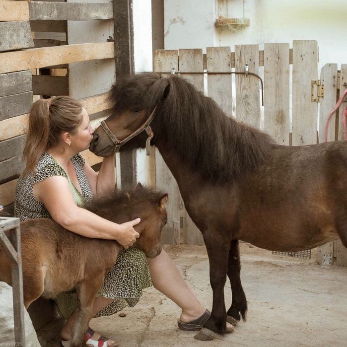 Шотландский пони жеребчик